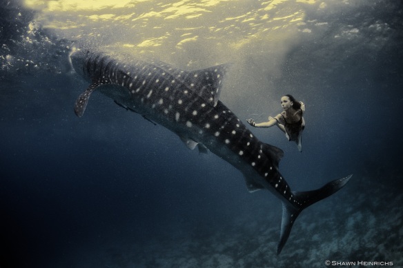 kristian schmidt underwater photography - shark whale - chicquero 25