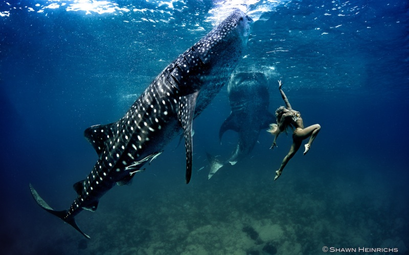 kristian schmidt underwater photography - shark whale - chicquero 30